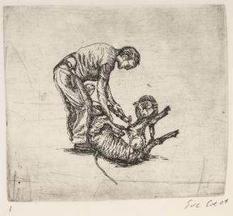 Sheep Shearing