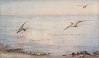 Terns Diving along the Sea Shore