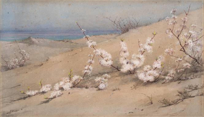 Blossoming Beach-Plums