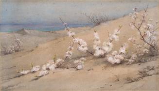 Blossoming Beach-Plums