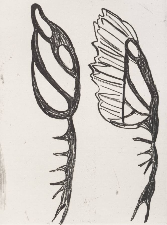 Field Notes