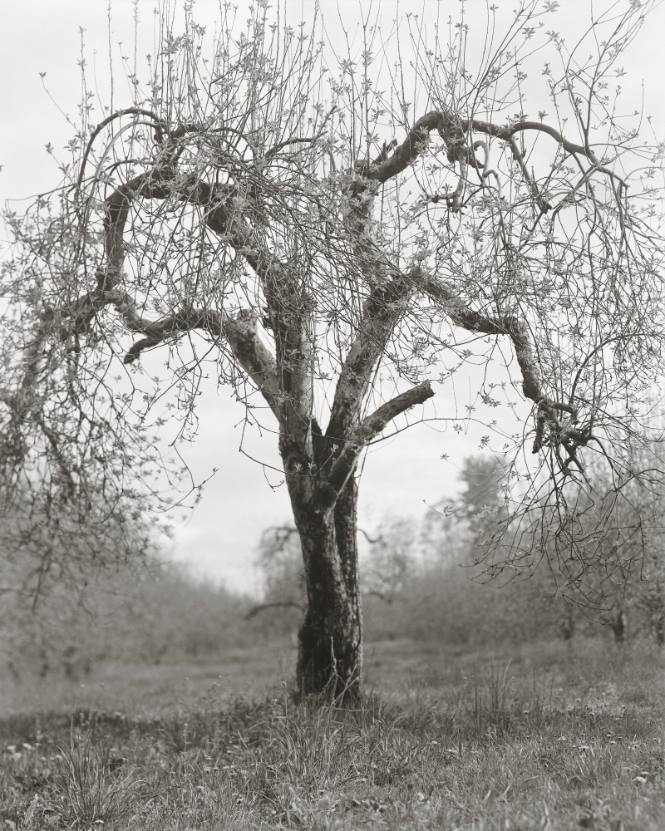 Fruitless No. 26