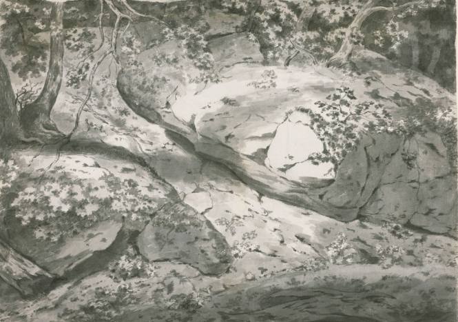 Study of Rocks and Trees