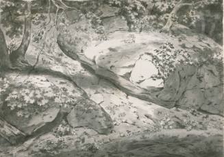 Study of Rocks and Trees
