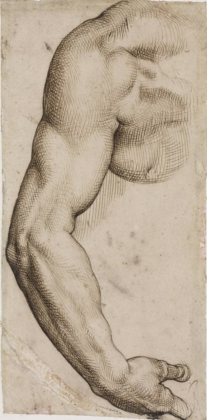 Study of a Man's Arm