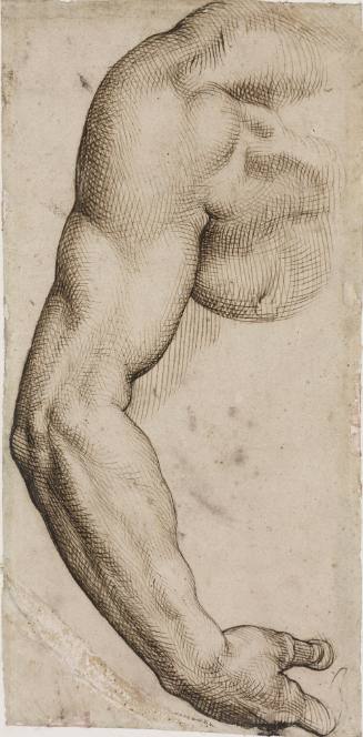 Study of a Man's Arm