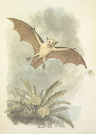 Bat
