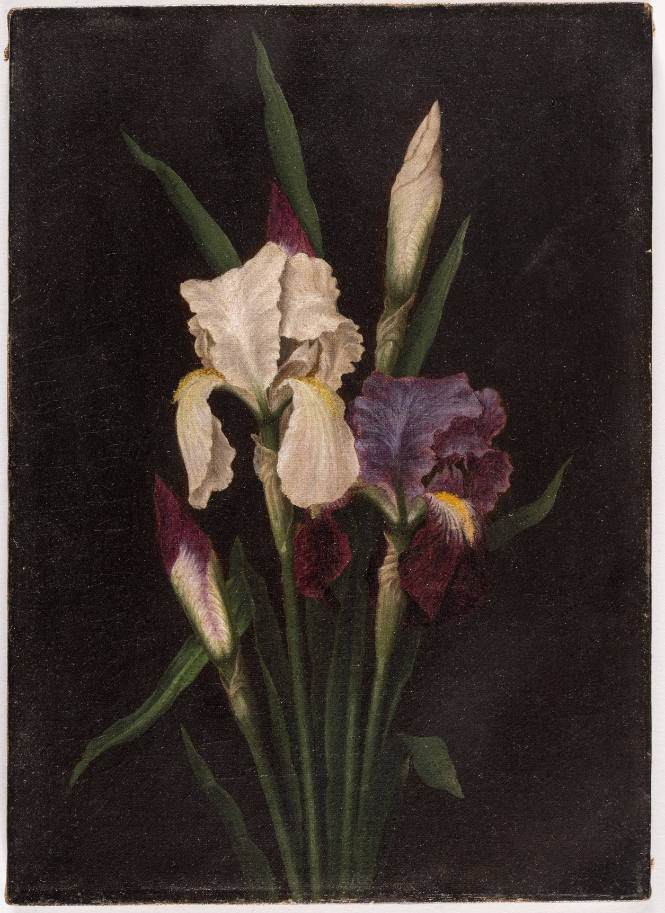 Still Life with Irises