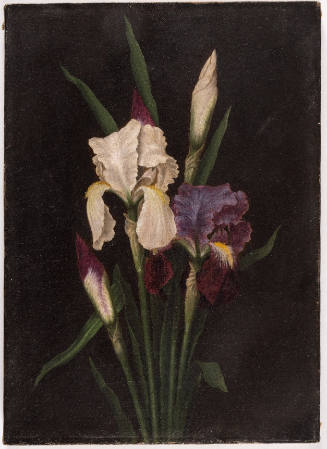 Still Life with Irises