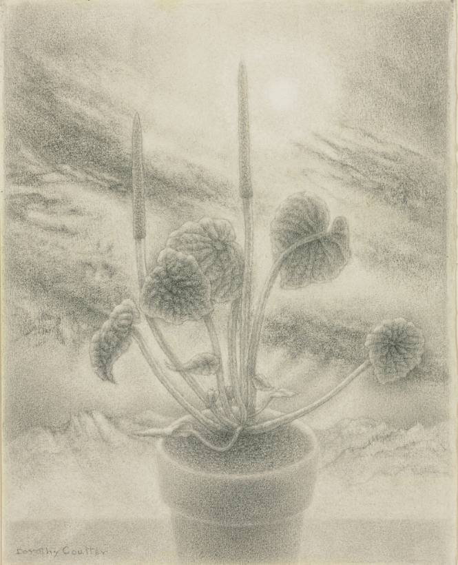 Small Plant, Great Sky
