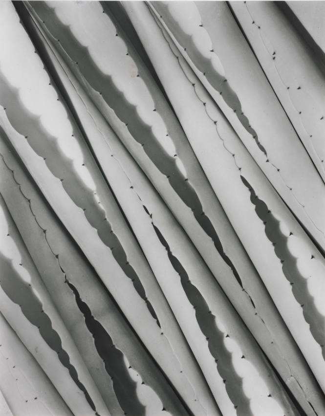 Agave Design II
