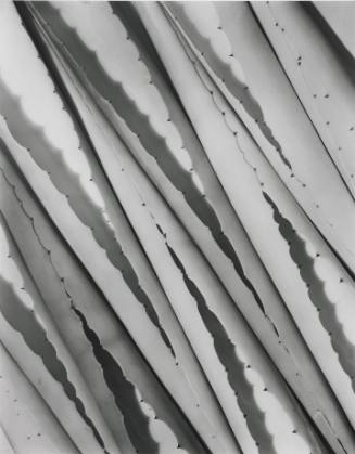 Agave Design II