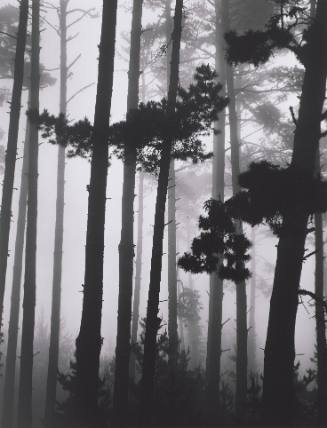 Trees in Fog