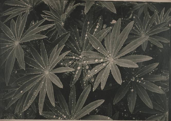 Raindrops on Lupin Leaves