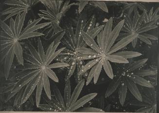 Raindrops on Lupin Leaves