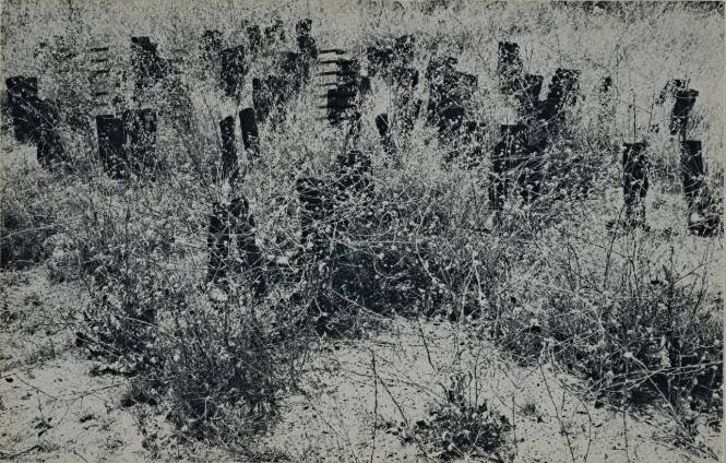 100 Boots in the Wild Mustard (100 Boots Go East)