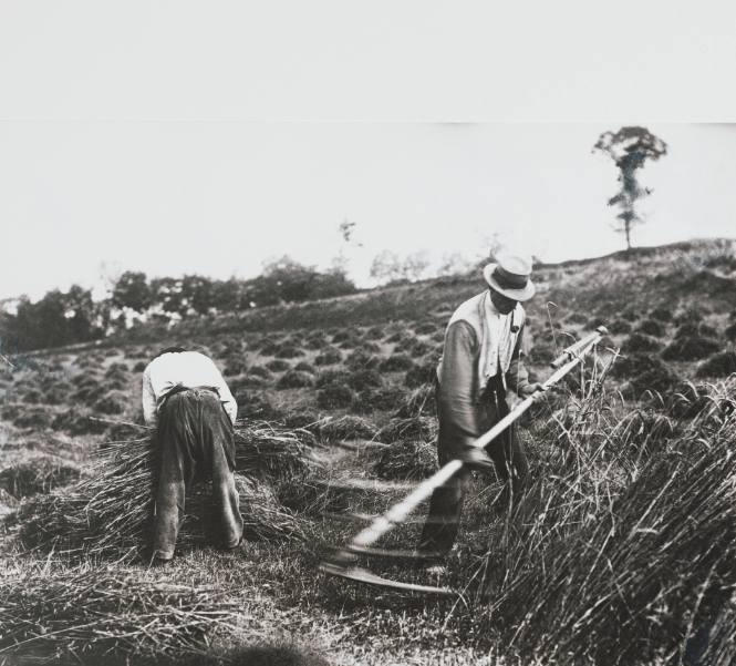 Faucheurs, Somme