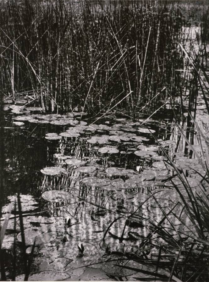 Nenuphars (waterlillies)