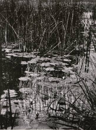 Nenuphars (waterlillies)