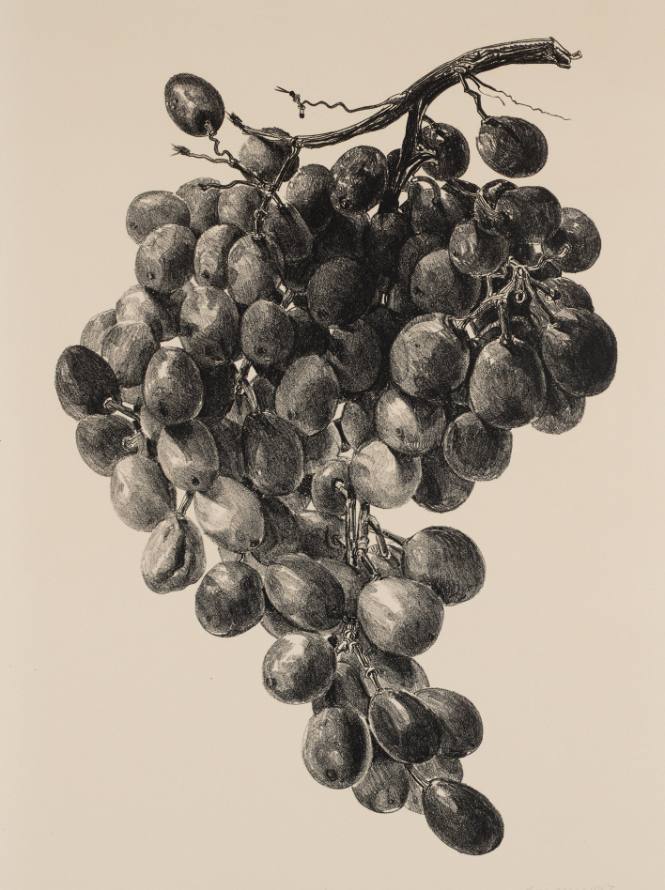 Grapes