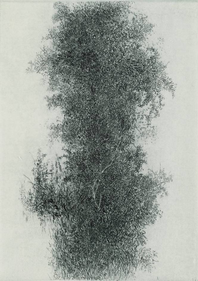 Wisteria