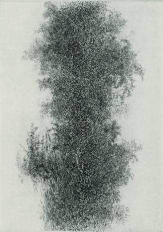 Wisteria