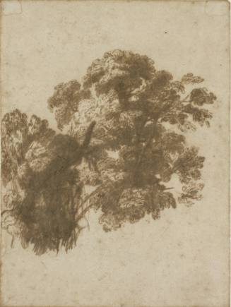 A Clump of Trees