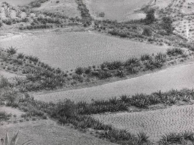 Paisaje de siembras (growing landscape)
