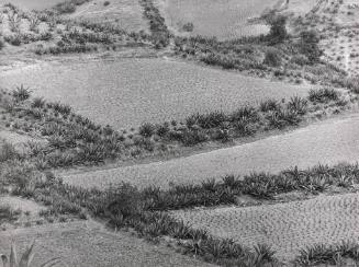 Paisaje de siembras (growing landscape)