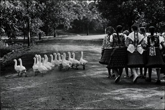 Geese/Hungary
