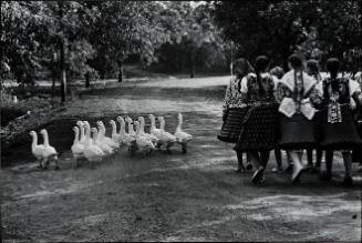 Geese/Hungary