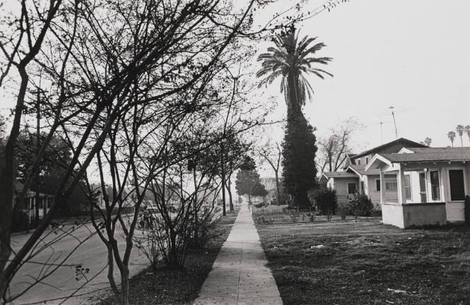 Street scene, trees & houses - Hollywood, California