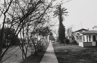 Street scene, trees & houses - Hollywood, California