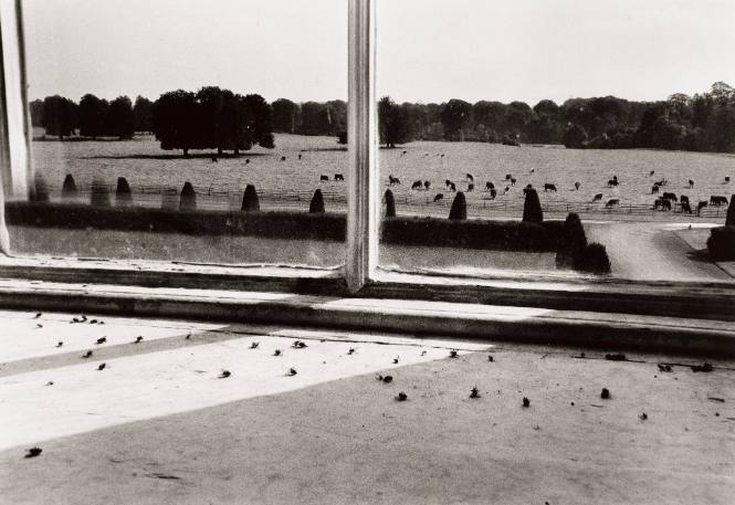 Flies in the Window, Castletown House, Ireland