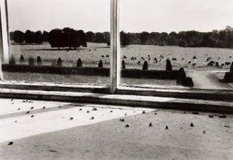 Flies in the Window, Castletown House, Ireland